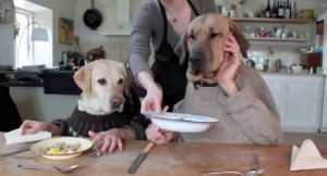 Two-dogs-dining