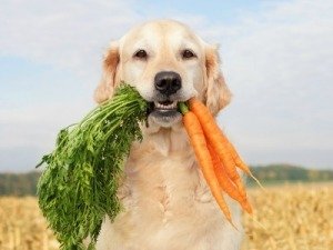healthy_dog_treats_s